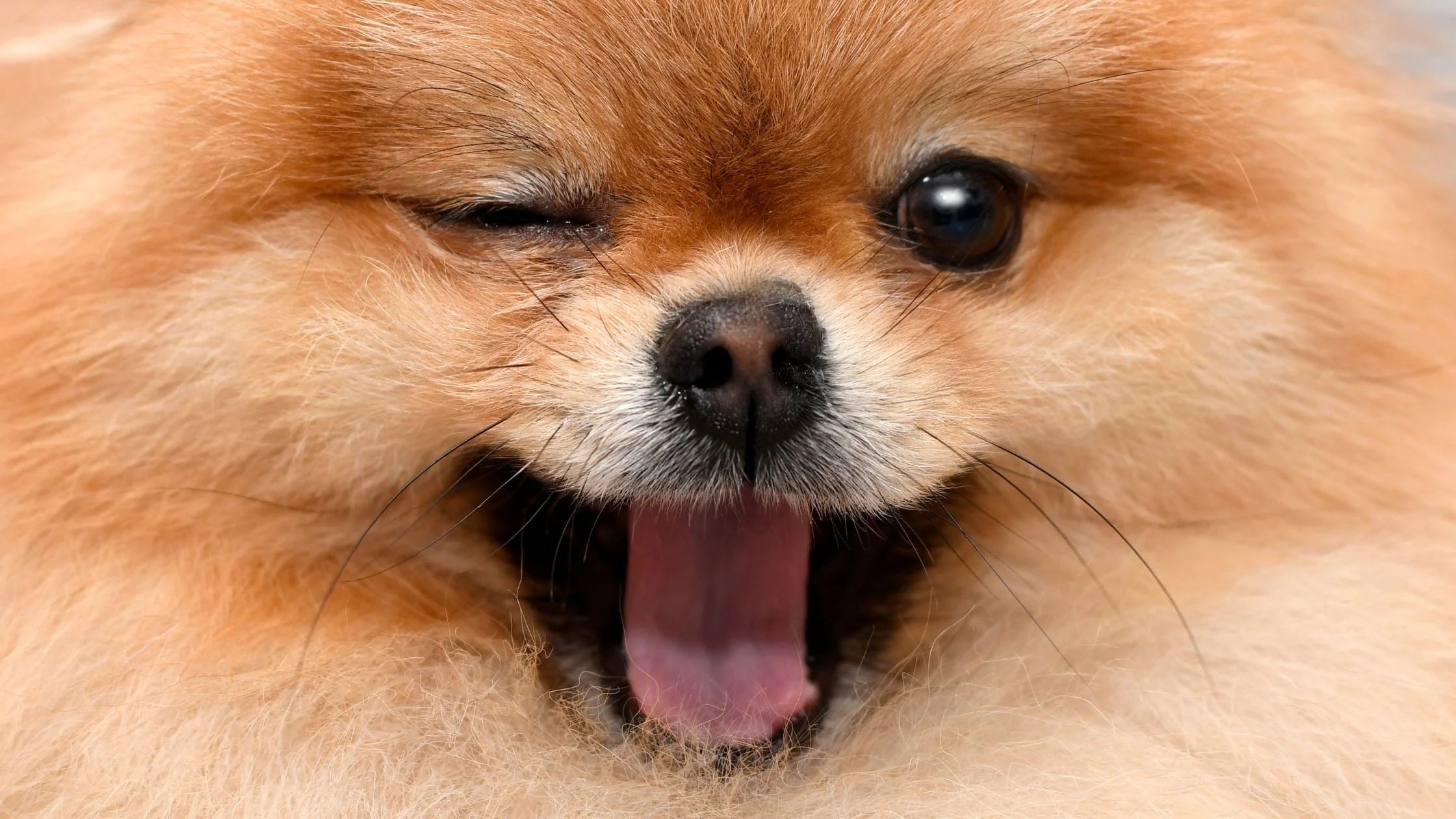 The Top 15 Most Loving Protective Best Dog Breeds Ever