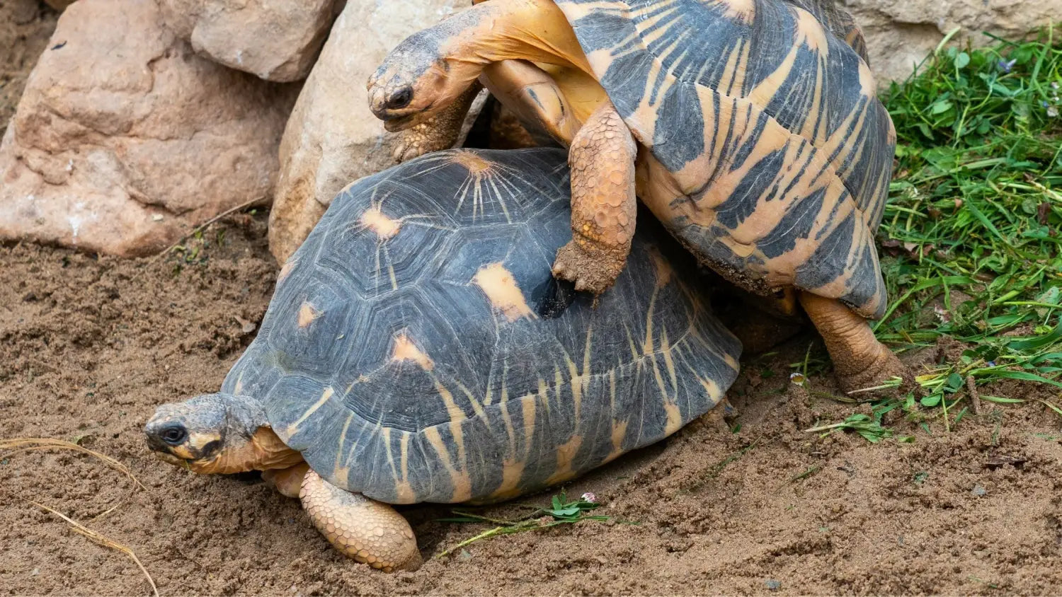 The Ultimate Zodiac Love Match Guide